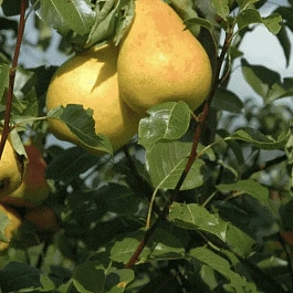 Груша Северянка краснощекая