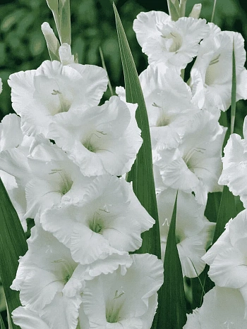 Гладиолус White Prosperity