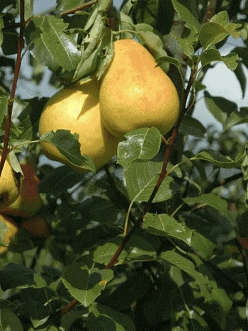 Груша Северянка краснощекая