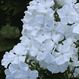 Флокс метельчатый Лайнер