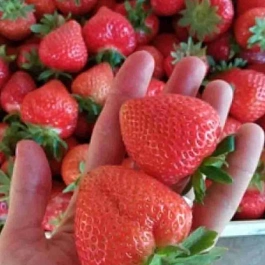 Земляника садовая Аргентера