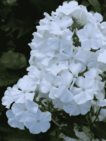 Флокс метельчатый Лайнер