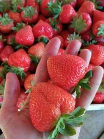 Земляника садовая Аргентера