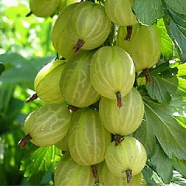 Крыжовник Инвикта штамб