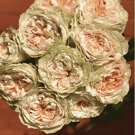 Роза кустовая Victorian Bride