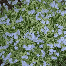 Синюха ползучая  Stairway to Heaven