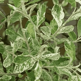 Ива козья Триколор