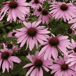 Эхинацея пурпурная Magnus