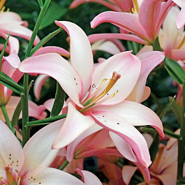 Лилия азиатская Изи Вальс НАБОР 2ШТ (2+2)