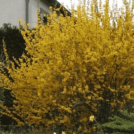 Форзиция промежуточная Spectabilis