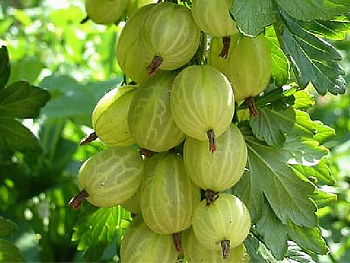 Крыжовник Инвикта штамб