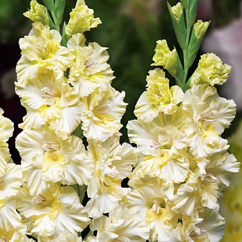 Гладиолус гофрированный Свит Кристал