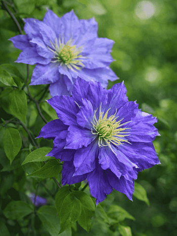 Клематис Copernicus