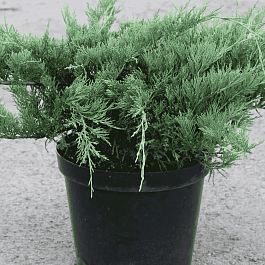 Можжевельник горизонтальный Hughes