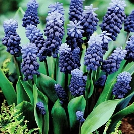 Мускари Latifolium