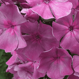 Флокс метельчатый Седой Урал