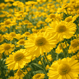 Гелениум осенний Kanaria