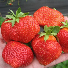 Земляника садовая Сальса Земляника садовая Сальса