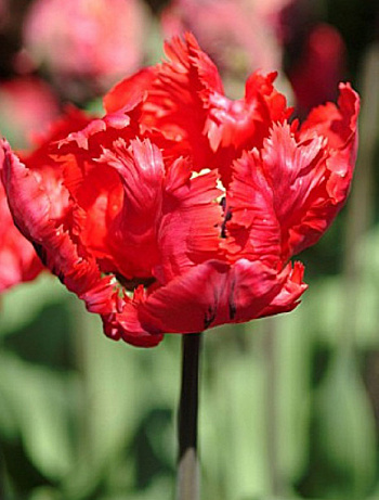 Тюльпан попугайный Эрна Линдгрин