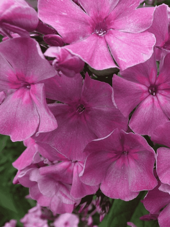 Флокс метельчатый Седой Урал