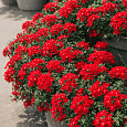 Вербена гибридная Compact Lava Red