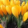 Крокус Ботанический Golden Yellow
