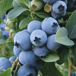 Голубика высокорослая O'Neal