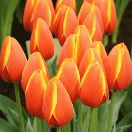 Тюльпан World Favourite