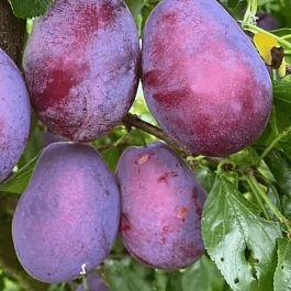 Слива домашняя  Волат