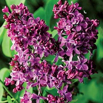 Сирень обыкновенная Кремлевские Куранты