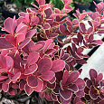 Барбарис Тунберга Golden Ruby