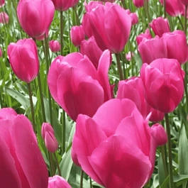 Тюльпан Don Quichotte