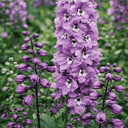 Дельфиниум  культурный M. F. Deep Rose  White Bee