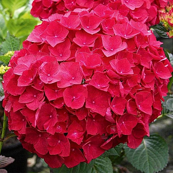 Гортензия крупнолистовая Брайт Ред