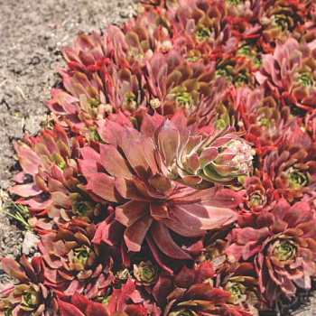 Молодило  Отелло