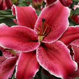 Лилия восточная Зорро НАБОР 2ШТ (2+2)