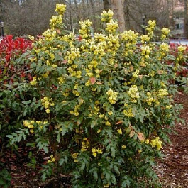 Магония падуболистная