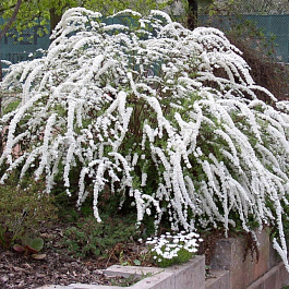 Спирея серая Грефшейм