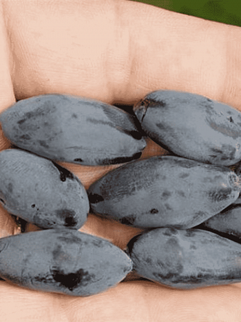 Жимолость плодовая Boreal Blizzard