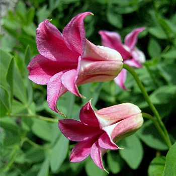 Клематис ботанический Дачес оф Албани