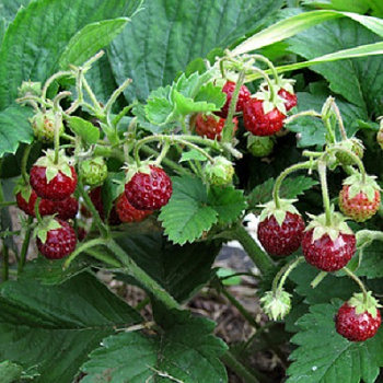 Земклуника Цукат мускатный Земклуника Цукат мускатный