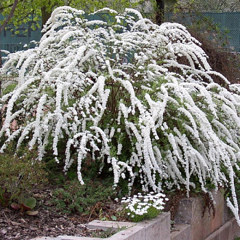 Спирея серая Грефшейм Спирея серая Грефшейм