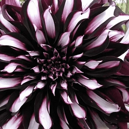 Георгина Tartan