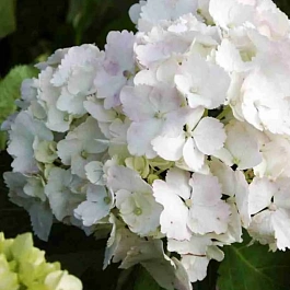 Гортензия крупнолистная Madame Emile Mouillere