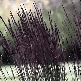 Молиния тростниковая Black arrows
