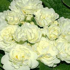 Примула махровая Hethor Petticote White