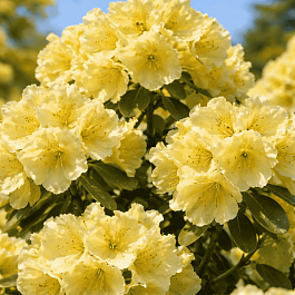 Рододендрон гибридный Goldkrone