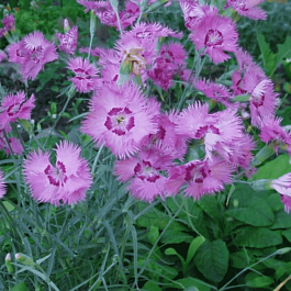 Гвоздика Перистая