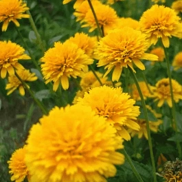 Гелиопсис подсолнечниковидный Asahi