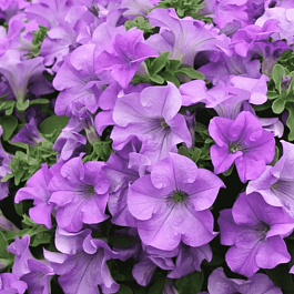 Петуния Surfinia Heavenly Blue (Кашпо)